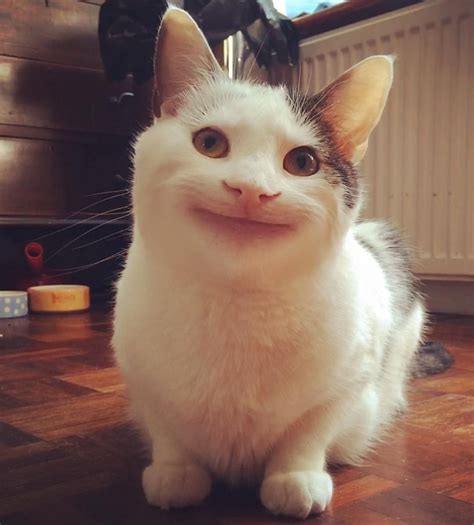 cat meme face|funny cat face.